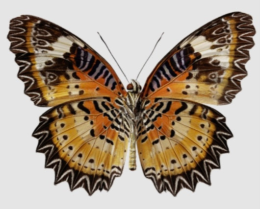 ‘Leopard Lacewing’ Freshwater Pearl & Gemstone Butterfly Necklace