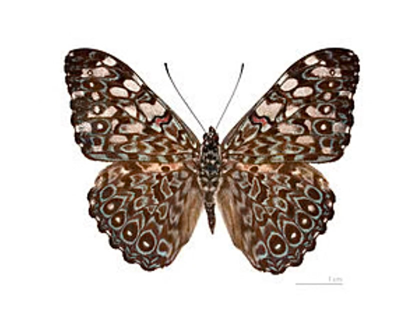Reversible Glass 1935 Cracker Butterfly Necklace