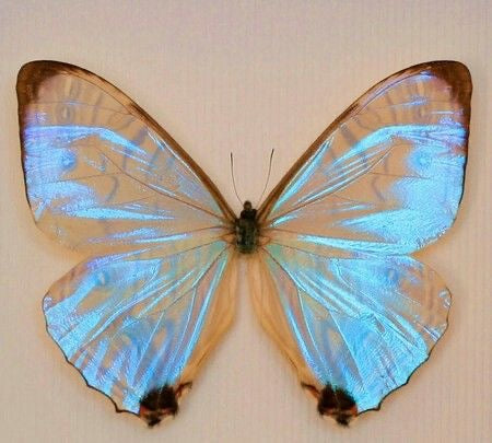 Sterling Silver 1935 Butterfly Wing Fragment Necklace A