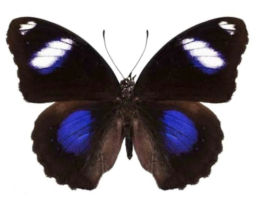 ‘Blue Moon’ Freshwater Pearl & Gemstone Butterfly Necklace