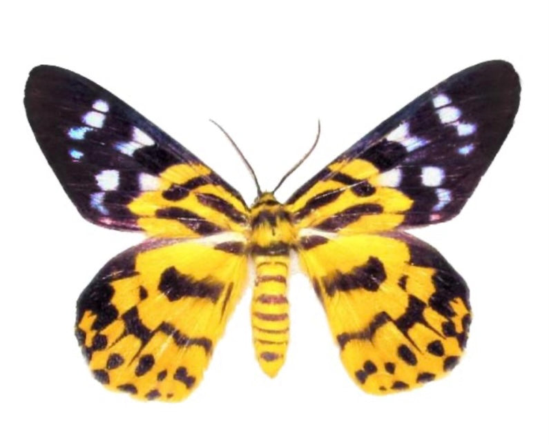 ‘False Tiger Moth’ Sterling Silver Necklace