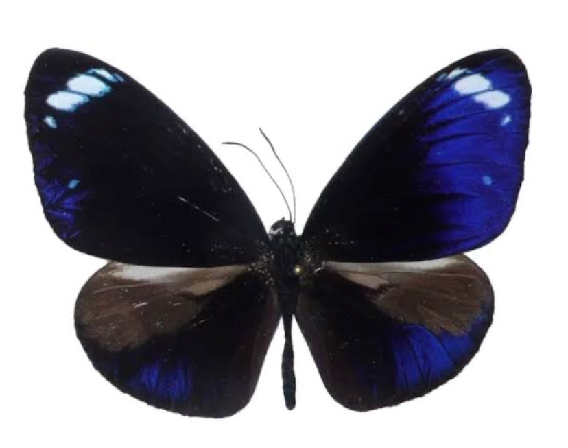 ‘Striped Blue Crow’ Freshwater Pearl Butterfly Earrings