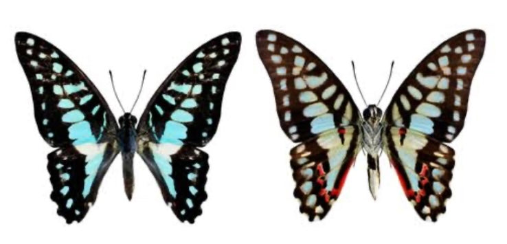 Reversible Glass Common Jay Butterfly Necklace
