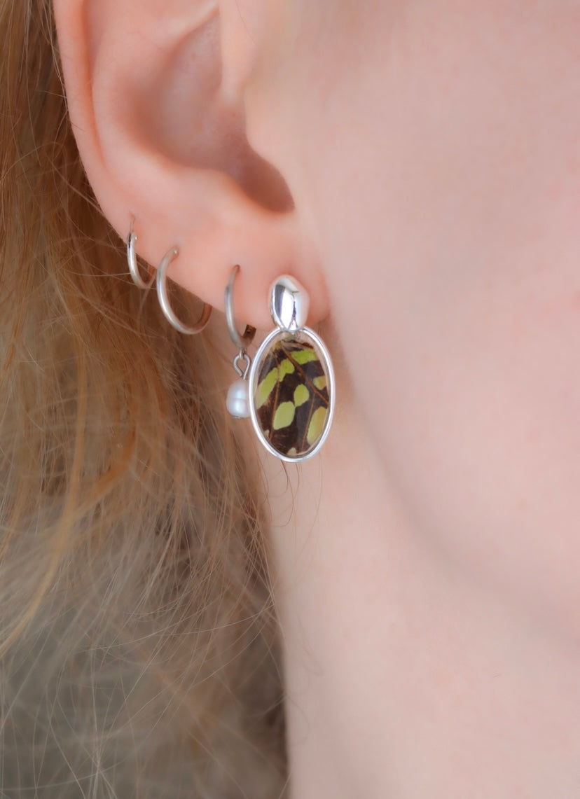 ‘Tailed Jay Butterfly’ Sterling Silver Earrings